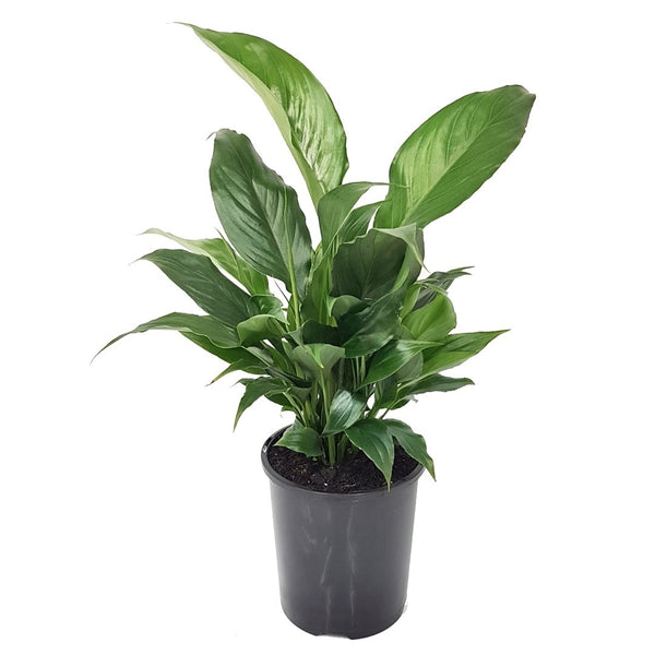 Spathiphyllum Peace Lily | 120mm