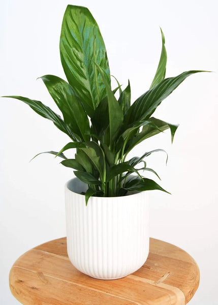 Spathiphyllum Peace Lily | 120mm