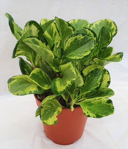 Peperomia Green Gold | 130mm
