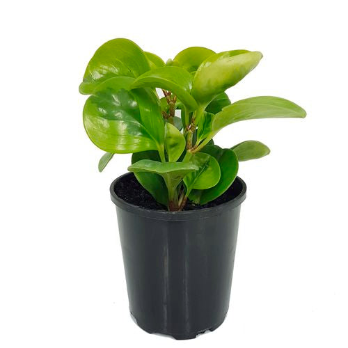 Peperomia Lemon Lime | 100mm