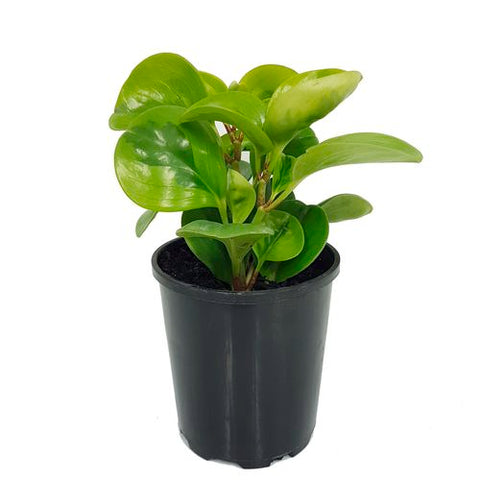 Peperomia Lemon Lime | 100mm