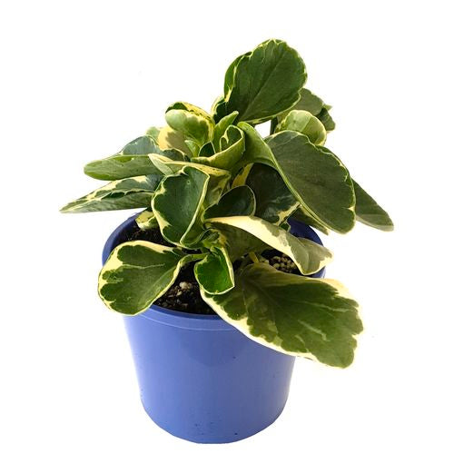 Peperomia Variegated | 130mm