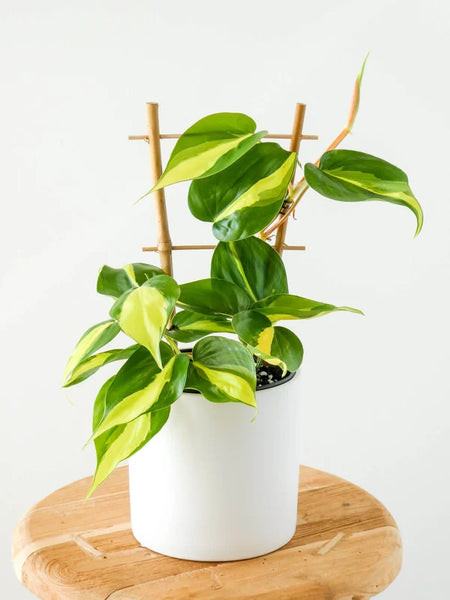 Philodendron Brasil | 130mm