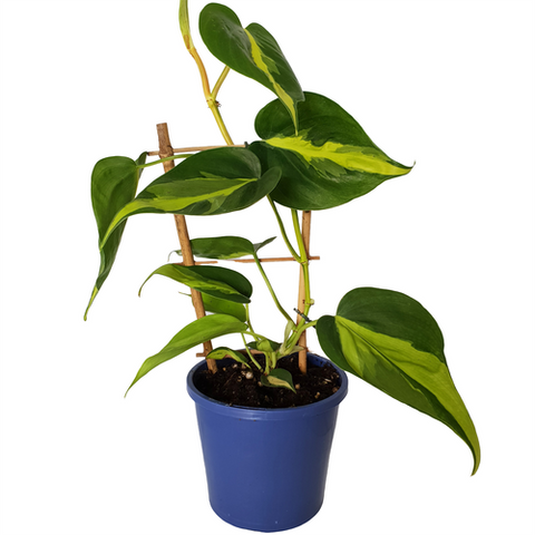 Philodendron Brazil | 130mm