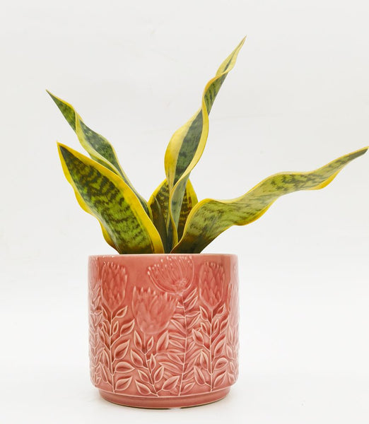 Pink Protea Pot
