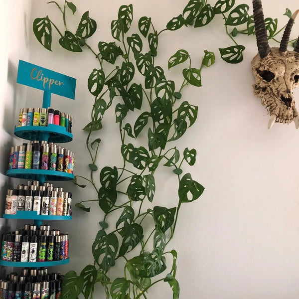 Plant Wall Clips 24pk