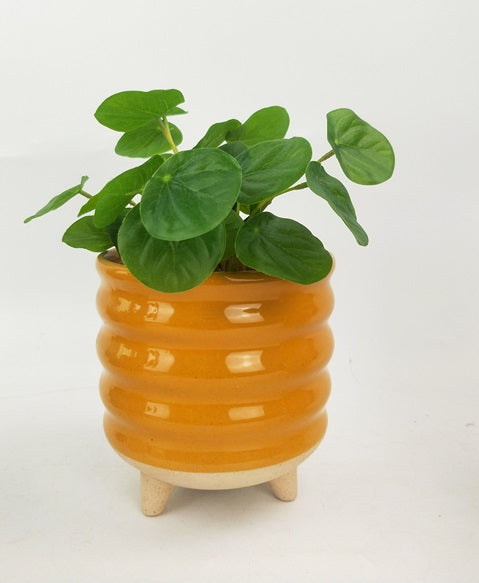 Shelby Pot with Legs | Mustard