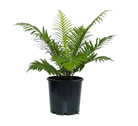 Blechnum Silver Lady Fern | 130mm