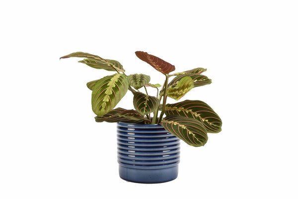 Burgon & Ball Small Oslo Pot