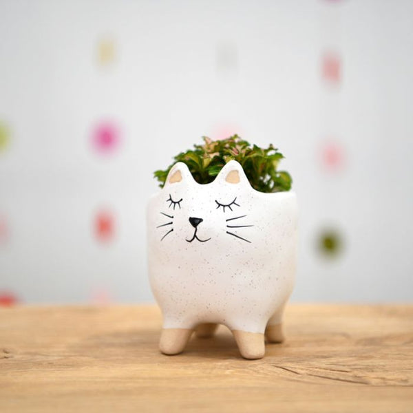 Small Cat Pot