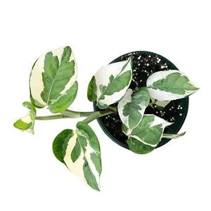 pothos snow queen bunnings Epipremnum 'Snow Queen'