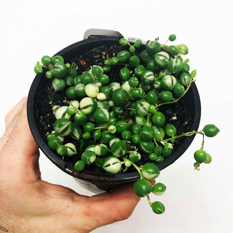 String of Pearls (Variegated) | 130mm