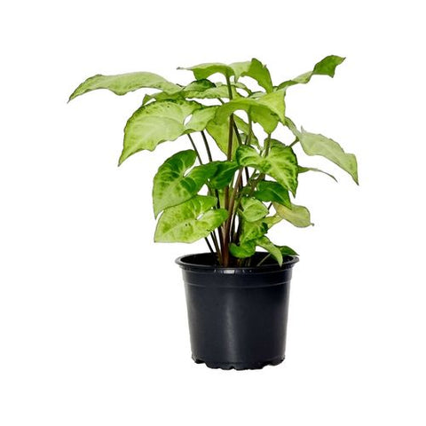 Syngonium Assorted | 100mm