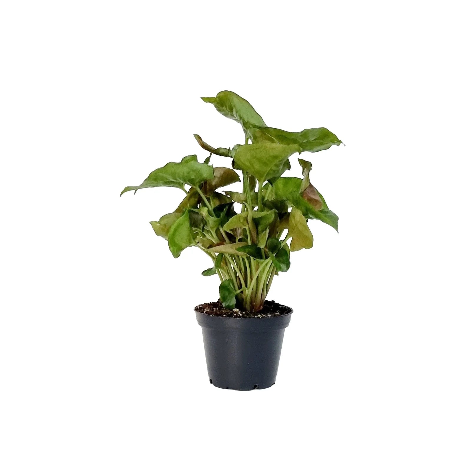 Syngonium (Assorted)  | 70mm