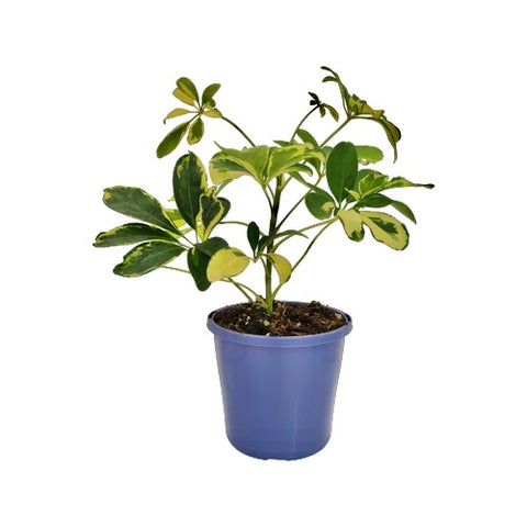 Schefflera Arboricola Variegated | 130mm