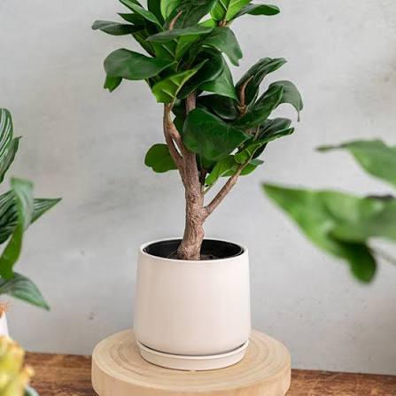 Loreto Pot