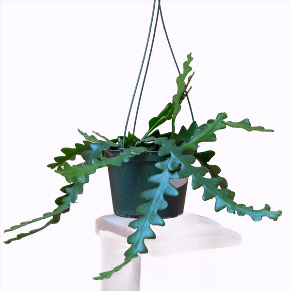 Zig Zag Cactus 'Epiphyllum anguliger'  | 150mm