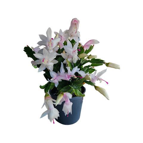 Zygo Cactus Schlumbergera (Assorted Colours) | 120mm