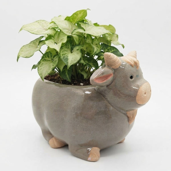 Billy Goat Pot