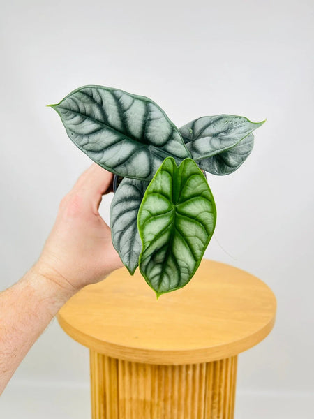Alocasia Silver Dragon | 120mm