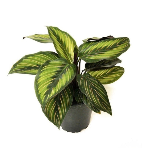 Calathea Beauty Star | 130mm