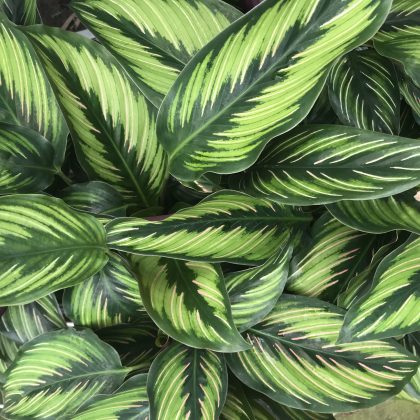 Calathea Beauty Star | 130mm