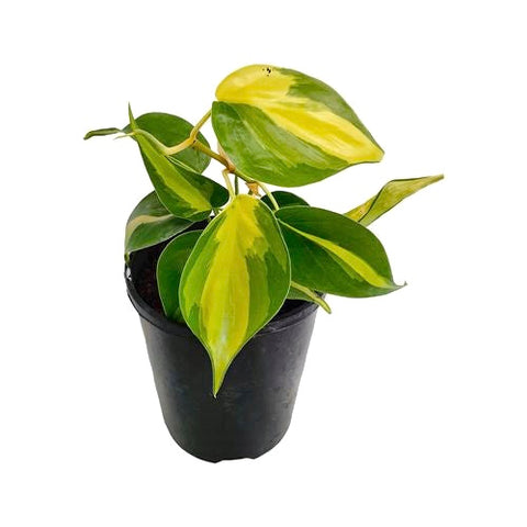 Philodendron Brasil | 100mm