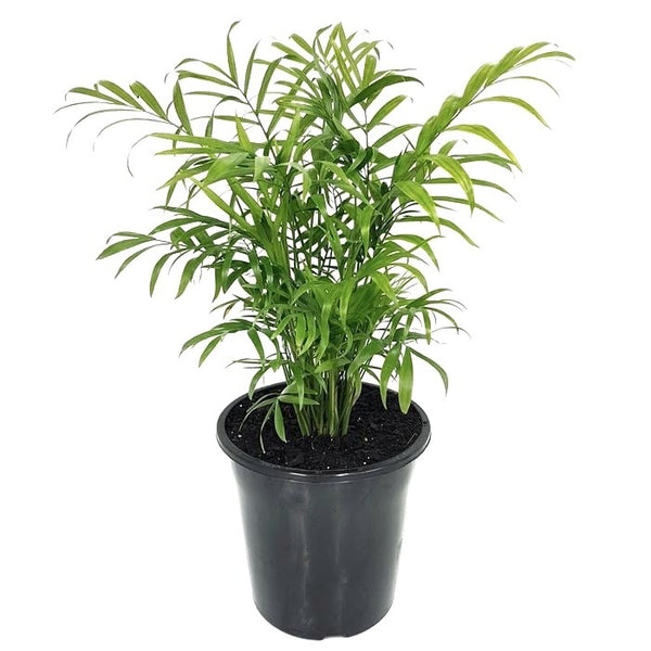 Parlour Palm | 120mm