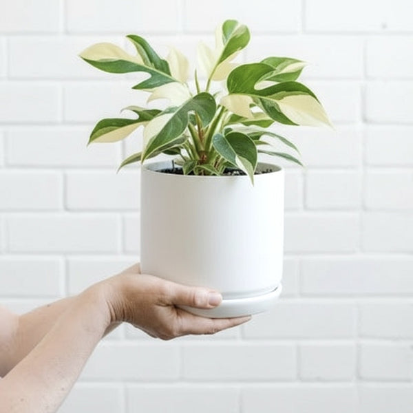 White Oslo Pot