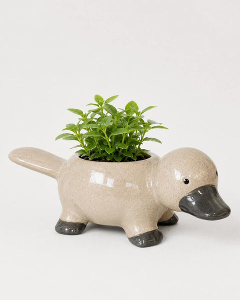 Platypus Pot