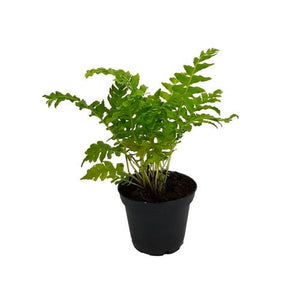 Fern (Assorted) | 70mm