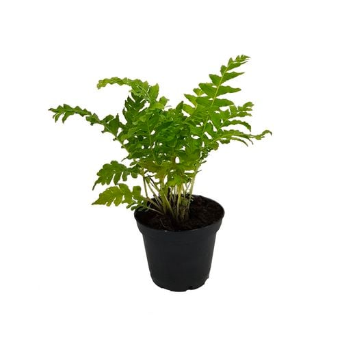 Fern (Assorted) | 70mm