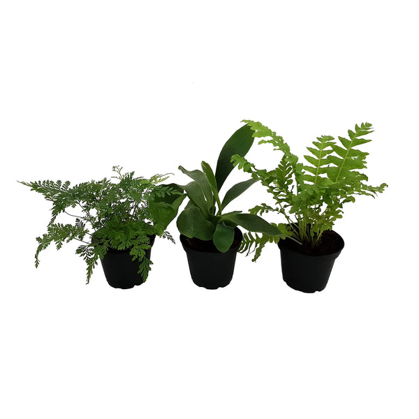 Fern (Assorted) | 70mm