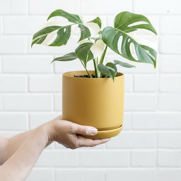 Mustard Oslo Pot
