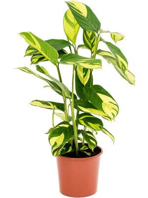 Ctenanthe Golden Mosaic | 130mm