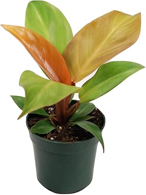 Philodendron 'Prince of Orange' | 130mm