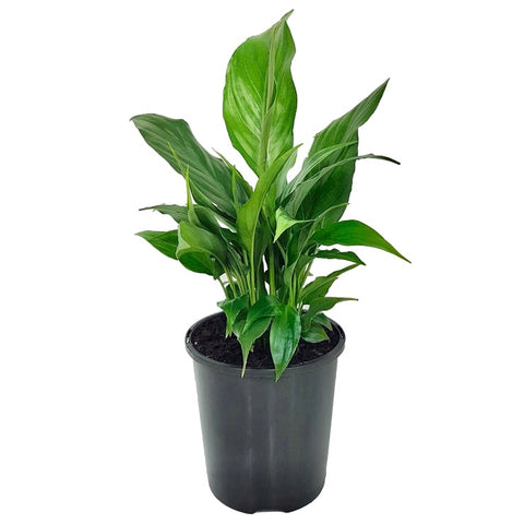 Spathiphyllum 'Peace Lilly' | 100mm