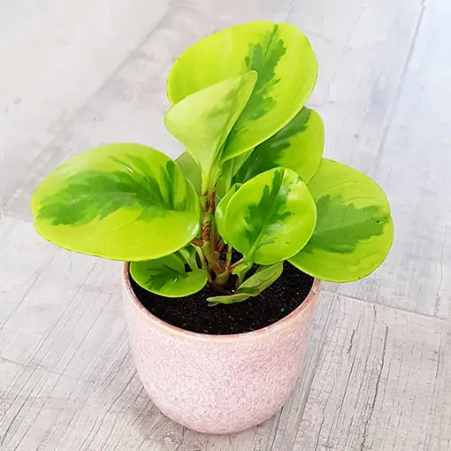 Peperomia Lemon Lime | 100mm