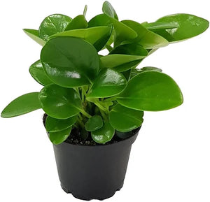 Peperomia Assorted | 70mm