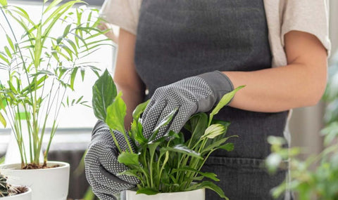 Plant Potting Service