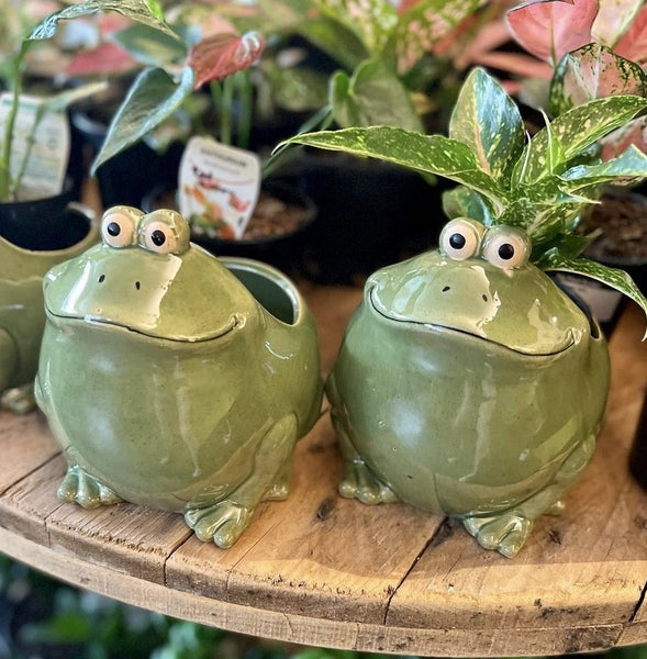 Frog Pot | Large