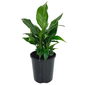 Spathiphyllum Peace Lilly | 100mm