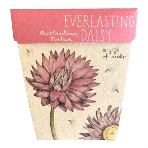 Everlasting Daisy Gift of Seeds Card | Sow N Sow
