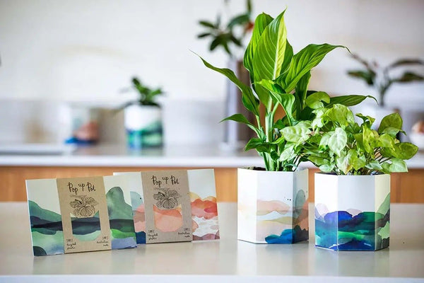 Beach Pop Up Pot | Sow n Sow